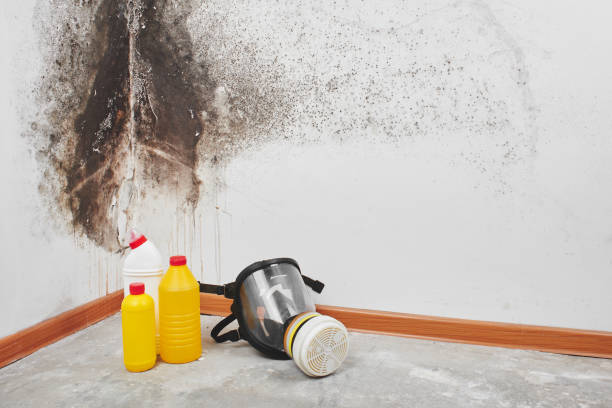 Mold Removal Process in Loretto, TN