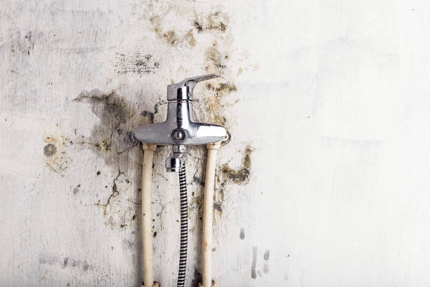 Best Mold Cleaning Services  in Loretto, TN