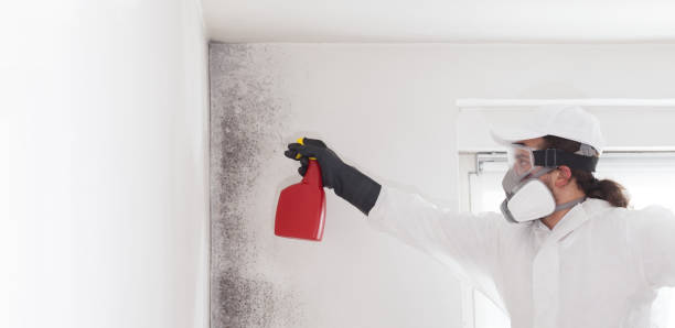Best Certified Mold Removal  in Loretto, TN